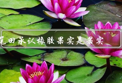 尾田承认橡胶果实是果实