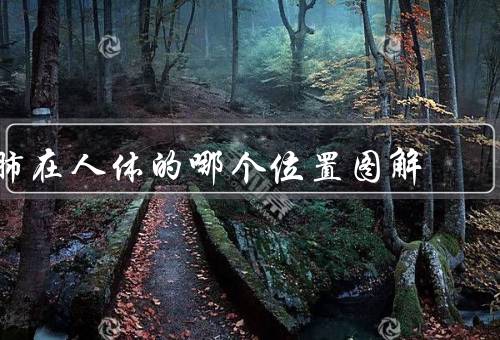 肺在人体的哪个位置图解