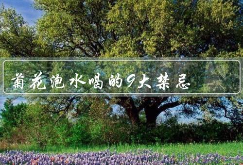 菊花泡水喝的9大禁忌