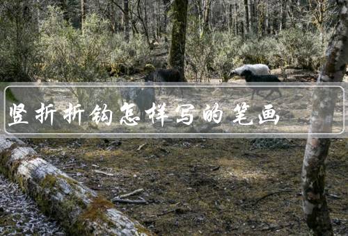 竖折折钩怎样写的笔画