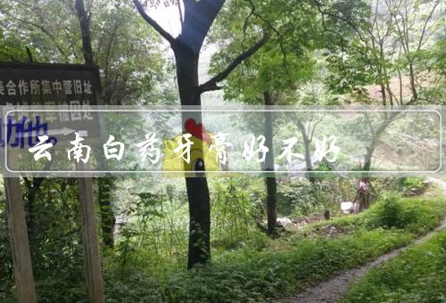 云南白药牙膏好不好