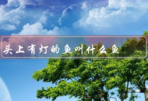 头上有灯的鱼叫什么鱼