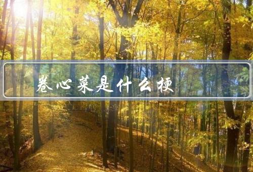 卷心菜是什么梗