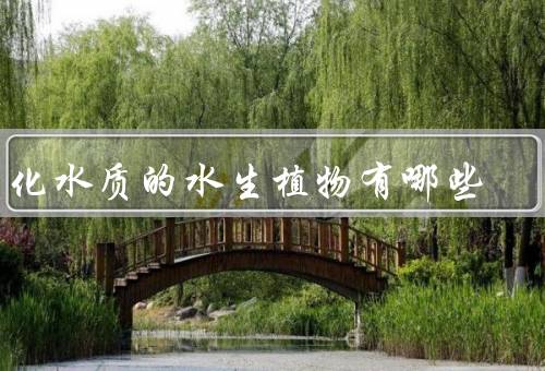 净化水质的水生植物有哪些
