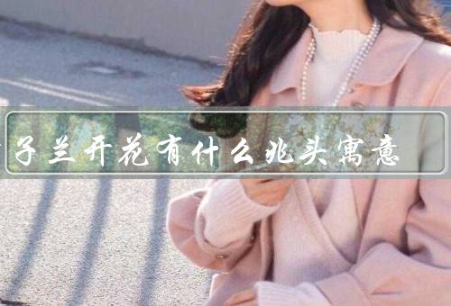 君子兰开花有什么兆头寓意