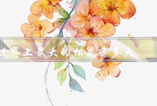 世界上最大的松鼠有多大