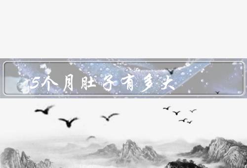 5个月肚子有多大
