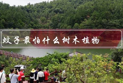 蚊子最怕什么树木植物