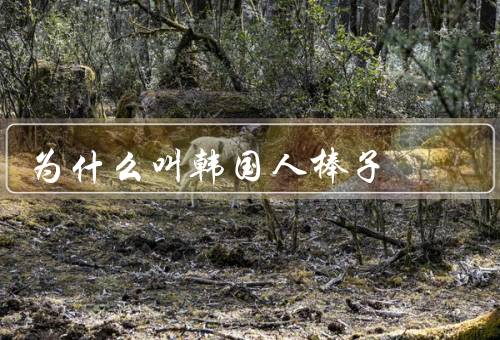 为什么叫韩国人棒子