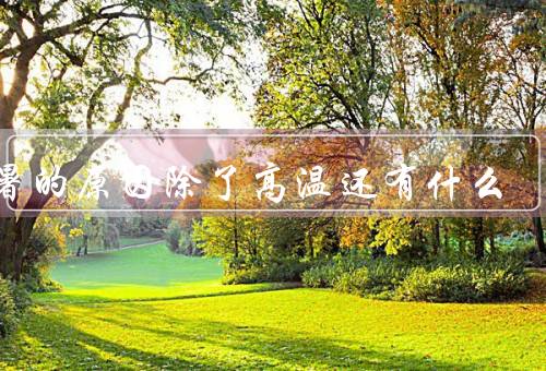中暑的原因除了高温还有什么