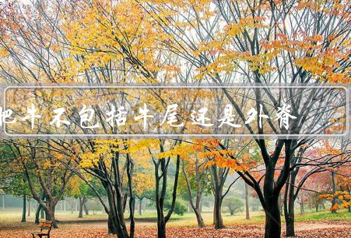 肥牛不包括牛尾还是外脊