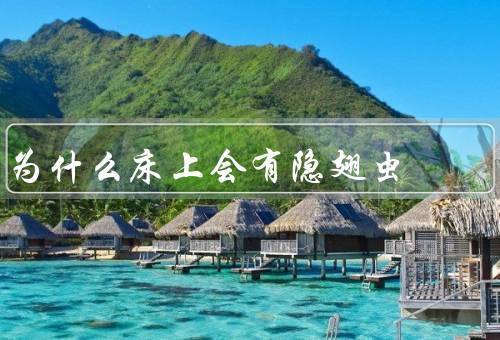 为什么床上会有隐翅虫，可能是被卧室灯光吸引来的