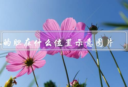 人的胆在什么位置示意图片，右上腹肝脏后边（胆囊炎疼痛位置图）
