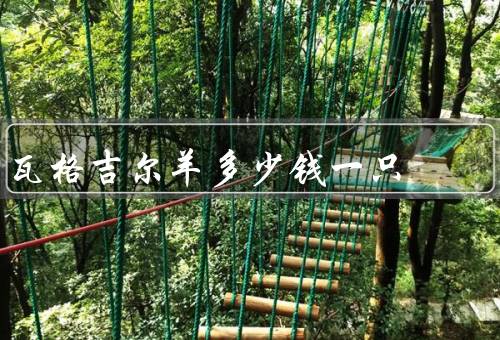 瓦格吉尔羊多少钱一只