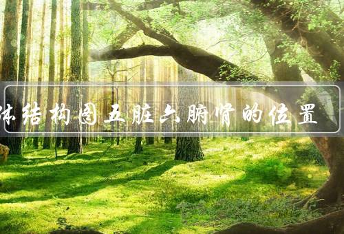 人体结构图五脏六腑肾的位置