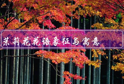 茉莉花花语象征与寓意