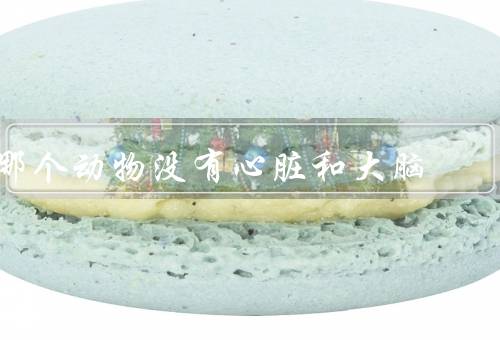 哪个动物没有心脏和大脑