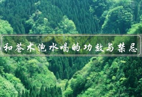 黄柏和苍术泡水喝的功效与禁忌