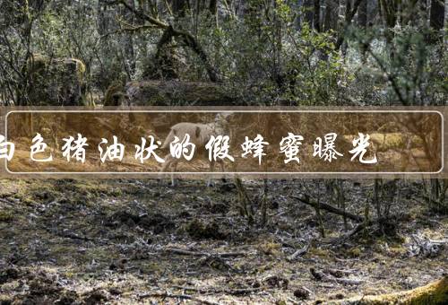 白色猪油状的假蜂蜜曝光
