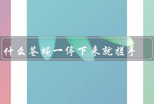 为什么苍蝇一停下来就搓手