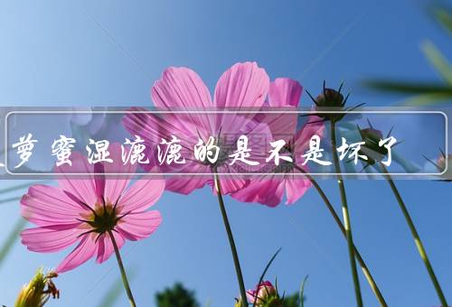菠萝蜜湿漉漉的是不是坏了