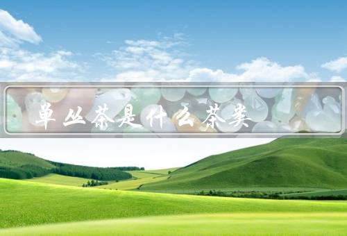 单丛茶是什么茶类