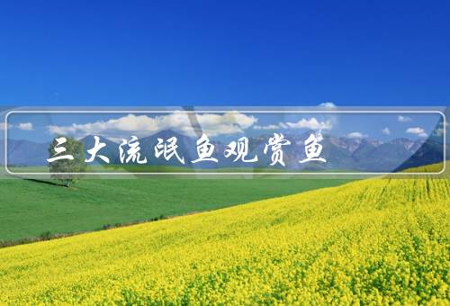 三大流氓鱼观赏鱼