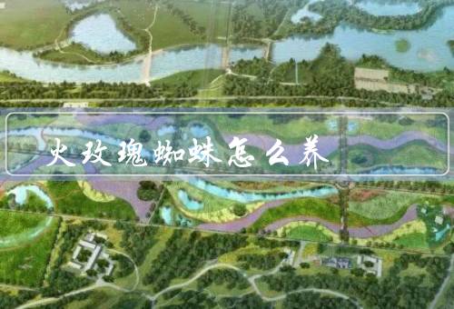 火玫瑰蜘蛛怎么养
