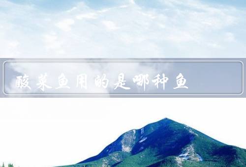 酸菜鱼用的是哪种鱼
