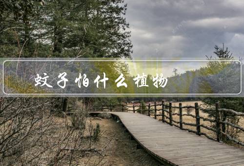 蚊子怕什么植物
