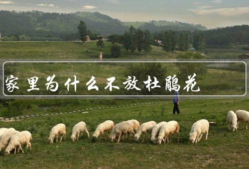 家里为什么不放杜鹃花