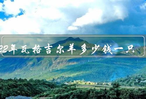 2022年瓦格吉尔羊多少钱一只