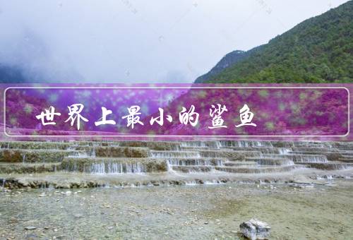 世界上最小的鲨鱼
