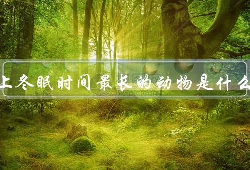 世界上冬眠时间最长的动物是什么