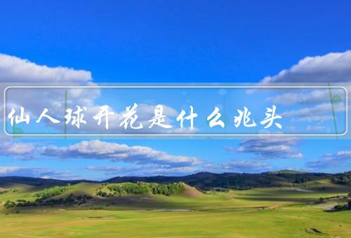 仙人球开花是什么兆头