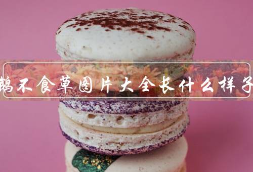 野生鹅不食草图片大全长什么样子