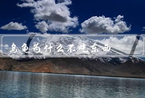 乌龟为什么不吃东西