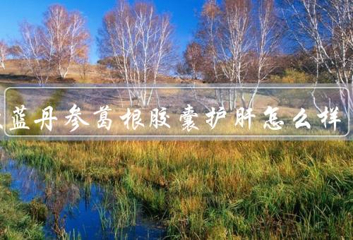 绞股蓝丹参葛根胶囊护肝怎么样