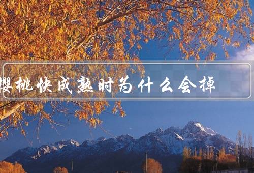 樱桃快成熟时为什么会掉