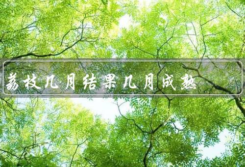 荔枝几月结果几月成熟