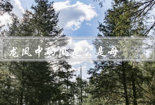 龙凤中的凤是公是母