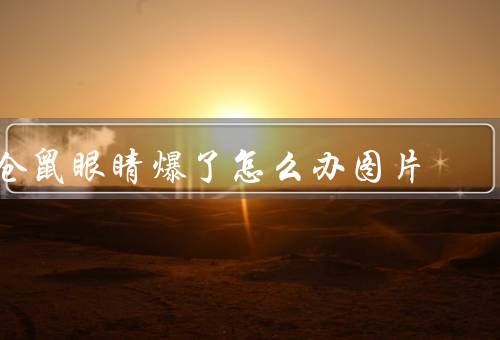 仓鼠眼睛爆了怎么办图片