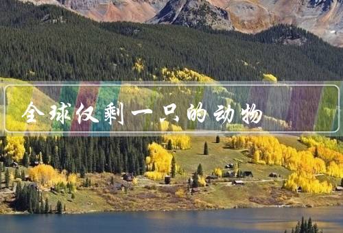 全球仅剩一只的动物