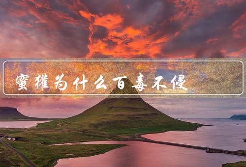 蜜獾为什么百毒不侵