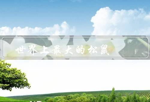 世界上最大的松鼠