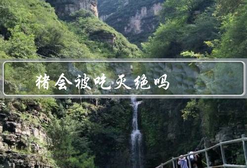 猪会被吃灭绝吗