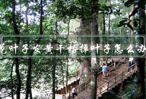 栀子花叶子发黄干枯掉叶子怎么办