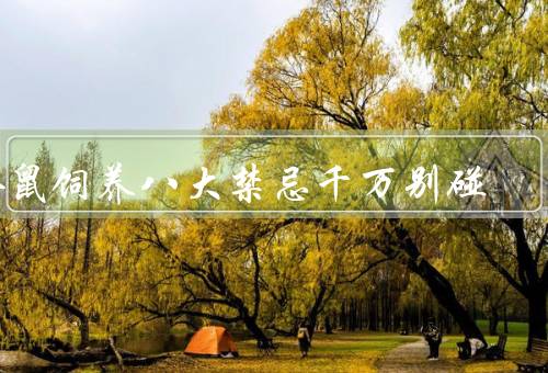 仓鼠饲养八大禁忌千万别碰