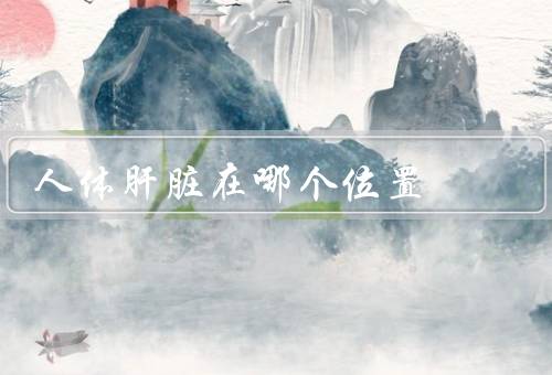 人体肝脏在哪个位置