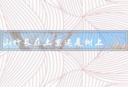 山竹长在土里还是树上